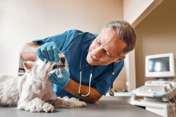 Trusted WI Emergency Dental Service Experts